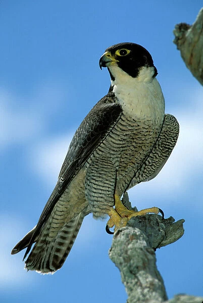 BIR00293. AUS-182. Peregrine falcon - female.