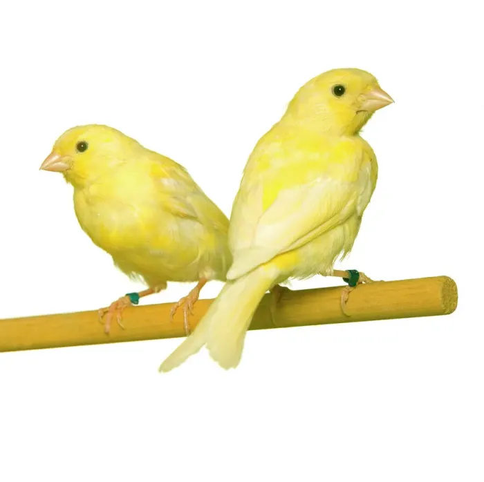Framed Print : Bird Print: Two Canaries on Perch Framed Print : Bird Print: Two Canaries on Perch