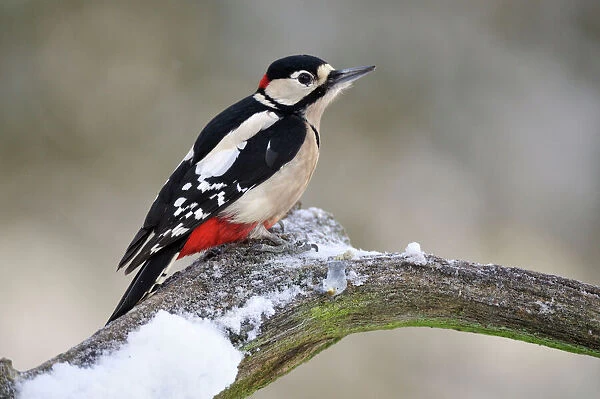 BIRD. Great spotted woodpecker