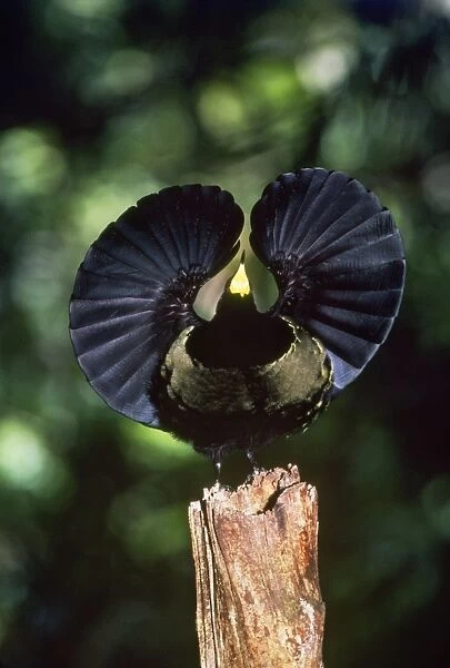 Bird of Paradise - Victoria Riflebird, male in front on display. North Queensland, Australia