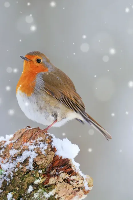Framed Print : Robin Print: Digitally manipulated image of a Robin in falling snow Framed Print : Robin Print: Digitally manipulated image of a Robin in falling snow