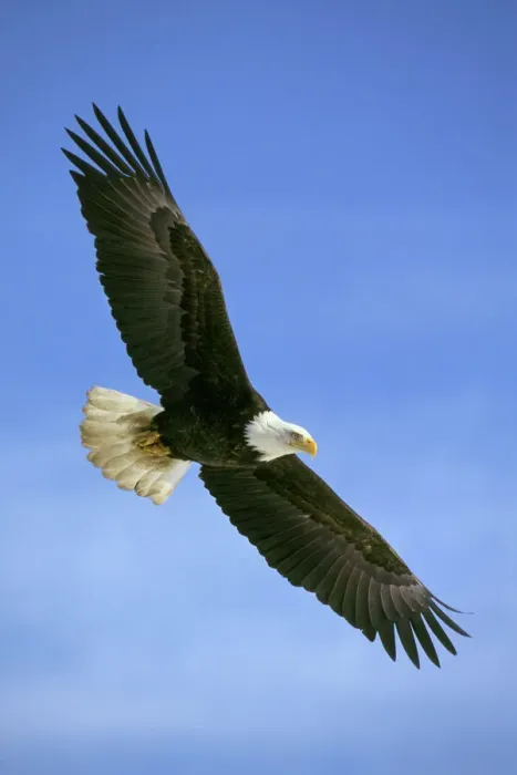 Framed Print : Bald Eagle Print - In Flight Framed Print : Bald Eagle Print - In Flight