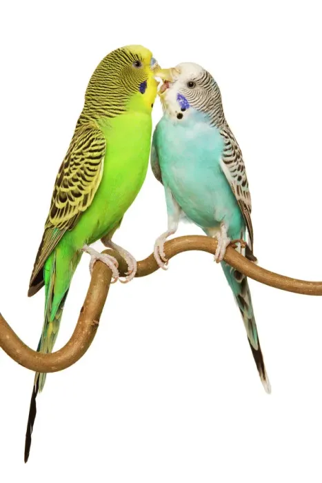 Framed Print : Budgerigars Print - Two Perched Birds Framed Print : Budgerigars Print - Two Perched Birds