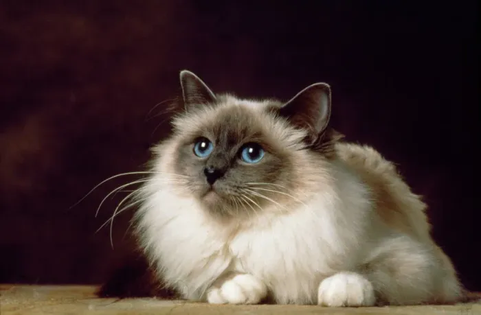 Framed Print : Birman Blue Point Cat Print Framed Print : Birman Blue Point Cat Print