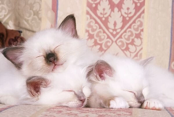 Birman Cat - kittens asleep on sofa