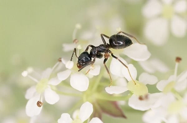 Black Ant UK