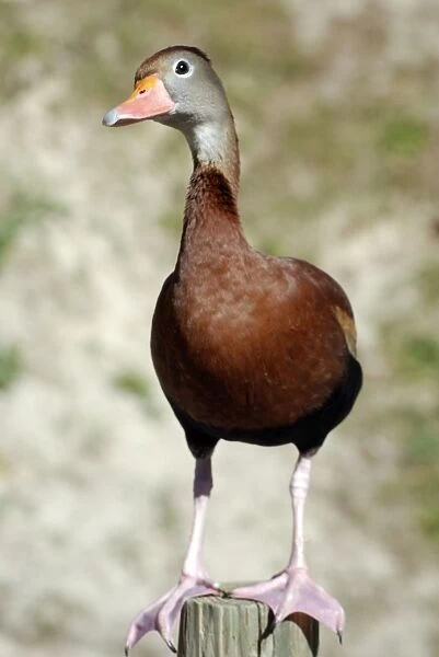 Black-bellied Tree Duck  /  Black-bellied Whistling Duck - southern USA central and northern South America