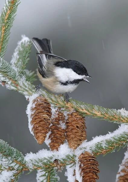 Black-capped Chickadee in snow storm. Westport, CT, USA