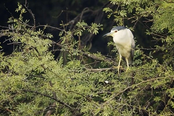 Black Crowned Night Heron - at daytime roost - Keoladeo Ghana National Park - Bharatpur - Rajasthan - India BI017952