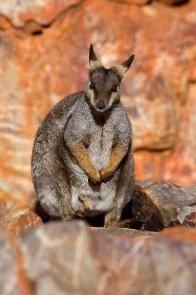 Black-footed Rock-wallaby - resting on top of steep cliff - West Macdonnell Range National Park, Northern Territory, Australia