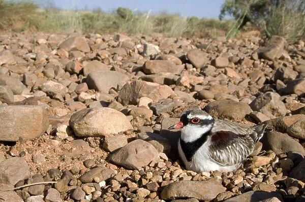 Black-fronted Dotterel Sitting on its nest at Canteen Creek, central Northern Territory, Australia