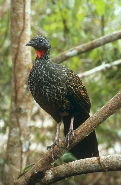 Black-fronted Piping Guan Amazonia, Brazil
