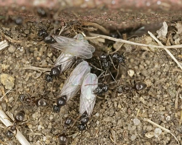 Black garden ants – winged leaving nest Bedfordshire UK 002013