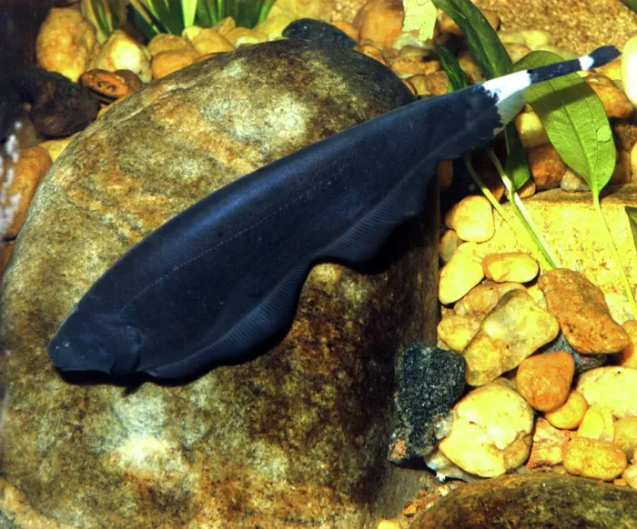 Framed Print : Black Ghost-knife Fish Print Framed Print : Black Ghost-knife Fish Print