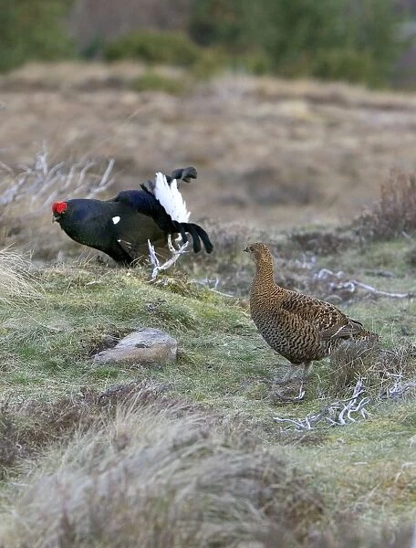 Black Grouse - Cock and Hen on lek early morming - Moorland - April - Scotland UK