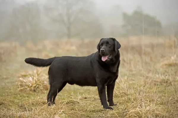 Black Labrador Dog