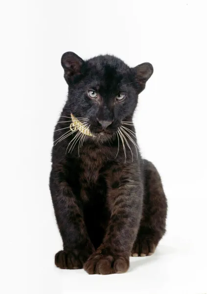 Black Leopard  /  Panther - cub 16 weeks old sitting with diamond collar