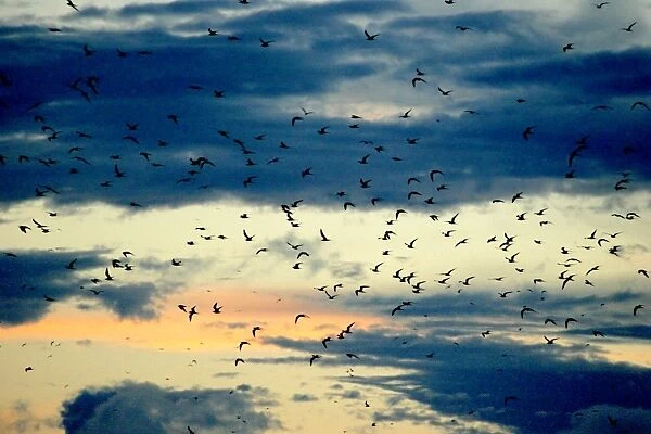 Black-naped Tern - flock in flight. Atol de Cosmoledo - Seychelles - Indian ocean