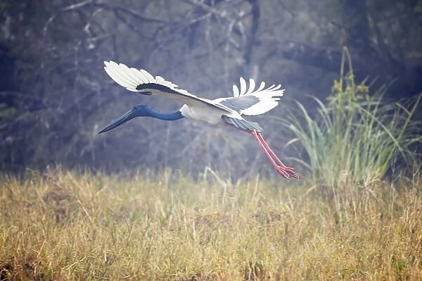Black-Necked Stork - in flight taking off - Keoladeo Ghana National Park - Bharatpur - Rajasthan - India BI018368