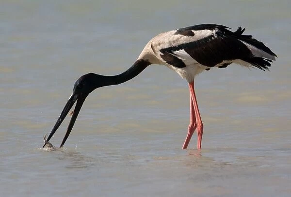 Black-necked Stork  /  Jabiru - catching prey At Roebuck Bay, Broome, Western Australia. Inhabits coastal areas and inland wetlands. Sometimes in small patches of ephemeral water and pools in otherwise dry rivers
