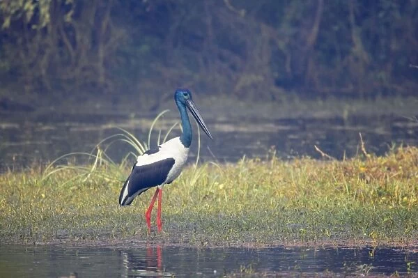 Black-Necked Stork - Keoladeo Ghana National Park - Bharatpur - Rajasthan - India BI018371