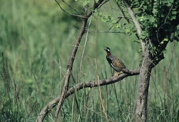 Black Partridge calling Corbett National Park, India