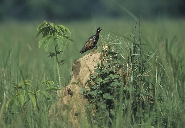 Black Partridge calling - from termite mound, Corbett National Park, India