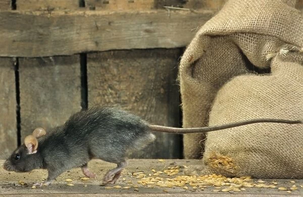 Black Rat in barn with bag of cereals