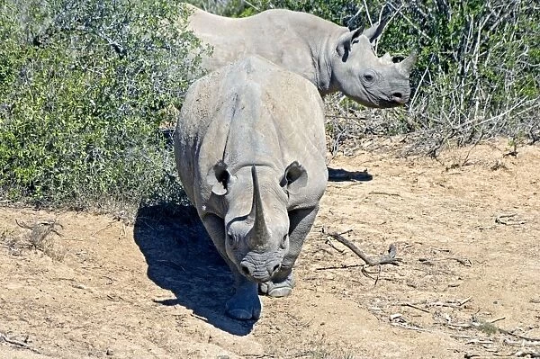Black Rhinoceros - showing head-low (combat) posture preparing to charge - Sam Knott Nature Reserve - Eastern Cape - South Africa