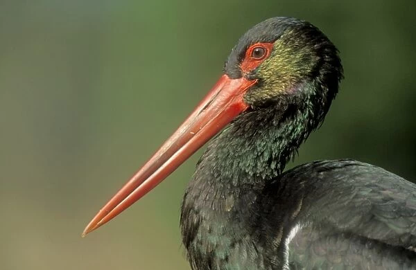 Black Stork - portrait