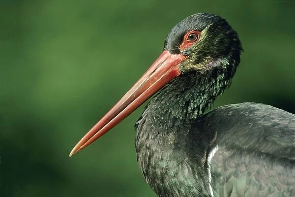 Black Stork - Portrait showing iridescent plumage, Hessen, Germany