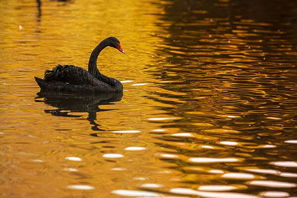 Black Swan ~ on urban lake ~ Gijon, Asturias, Spain