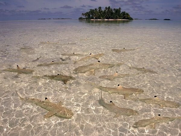 Black Tip reef sharks - In water so shallow they stir up the sand, these baby sharks are safe from larger preditors which can include their parents The Blue Lagoon, French Polynesia, Indopacific