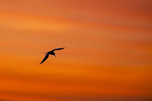 Black winged Stilt - adult in flight silhoutted against sunrise - Southern Spain