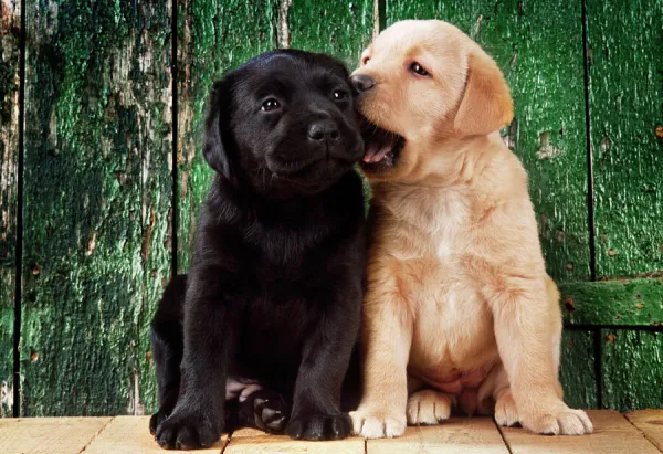 Black and yellow best sale labrador