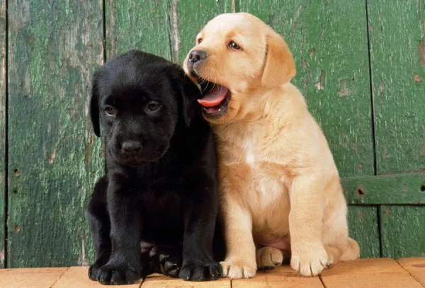 Black and yellow best sale lab