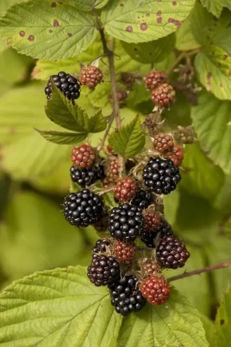Framed Print : Blackberry Print ROG-12752 Framed Print : Blackberry Print ROG-12752