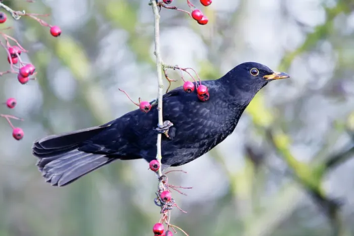 Framed Print : Blackbird ROY-454 Print - Common Blackbird on Hawthorn Framed Print : Blackbird ROY-454 Print - Common Blackbird on Hawthorn