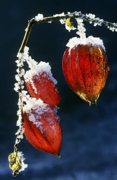 Bladder Cherry Chinese Lantern Winter Cherry Wih Snow