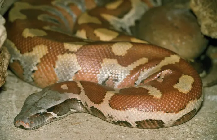Framed Print : Blood Python Print (Python curtus) Framed Print : Blood Python Print (Python curtus)