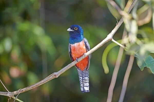 Blue-crowned Trogon Pantanal area Mato Grosso Brazil