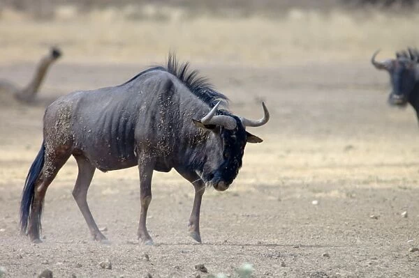 Blue Wildebeest  /  Brindled Gnu  /  Common Wildebeest  /  White-bearded Wildebeest - Bull displaying territorial behaviour. Prefers open savannah woodland and grassland. Northern areas of southern Africa, Namibia, Angola and Zambia