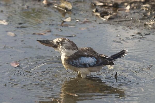 Blue-winged Kookaburra - Drinking at pool Reasonably common across northern and northeastern Australia. Inhabits open woodland, tree-lined watercourses, and tropical woodlands
