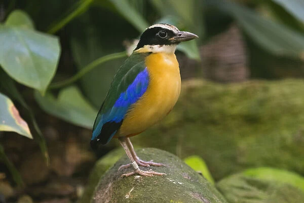 Blue-winged Pitta, perched on stone, under controlled conditions, Lower Saxony, Germany