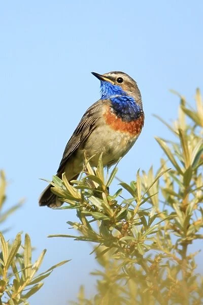 Bluethroat - male, white spotted variety, Texel, Holland