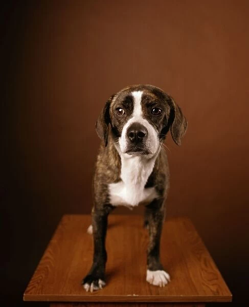 Boggle Dog - crossbreed between a Boston Terrier and a Beagle