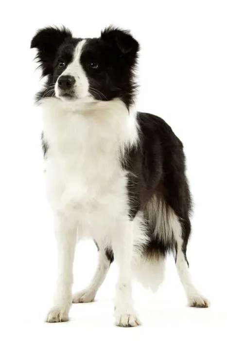 Framed Print : Border Collie Print LA-3525 Framed Print : Border Collie Print LA-3525