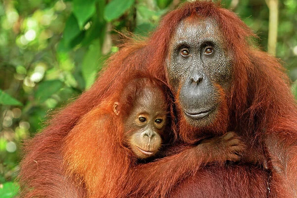 Borneo Orangutan female with baby. Camp Leaky For sale as Framed Prints,  Photos, Wall Art and Photo Gifts