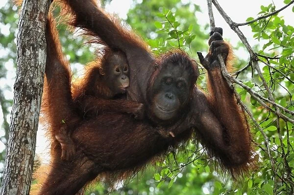 Borneo Orangutan - female with baby on a tree - Camp Leakey - Tanjung Puting National Park - Kalimantan - Borneo - Indonesia