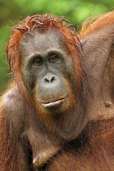 Borneo Orangutan - female after rain. Camp Leaky, Tanjung Puting National Park, Borneo, Indonesia